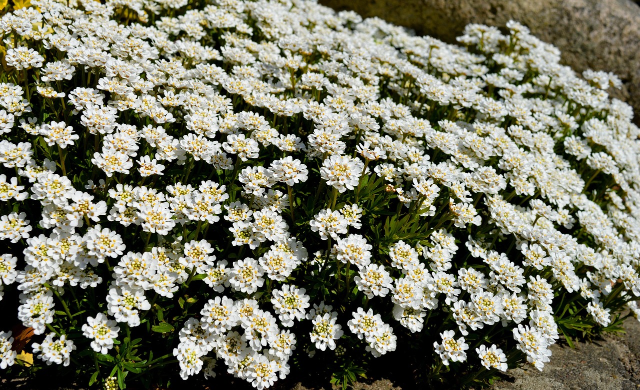 Immergrüne Candytuft