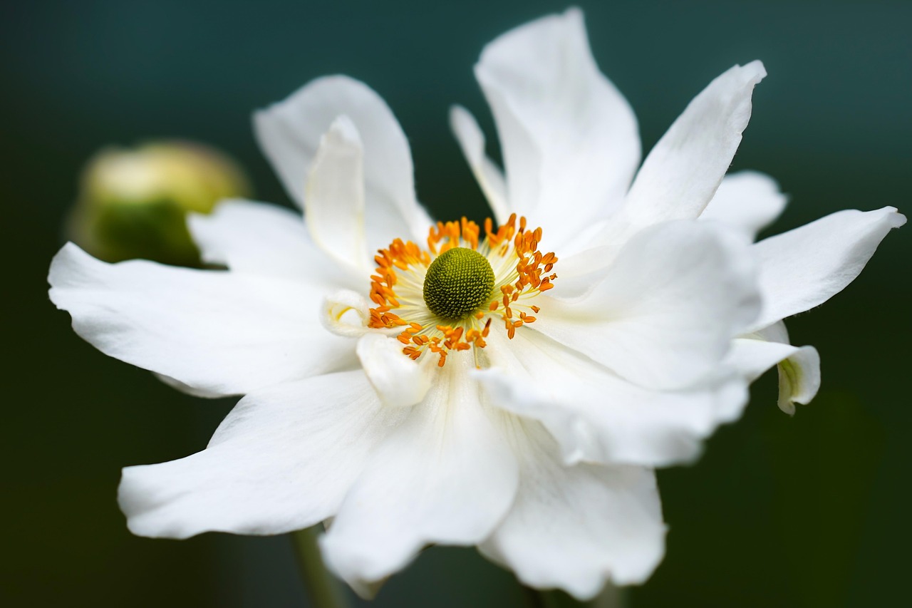 Japanische Anemone
