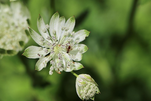 Japanische Sterndolde — Astrantia major 'Ruby Wedding'