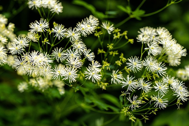 Japanische Wiesenraute — Thalictrum rochebrunianum