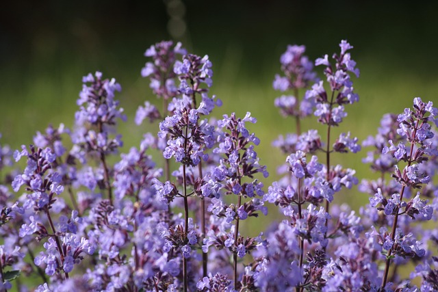 Katzenminze Faassen groß — Nepeta x faassenii 'Six Hills Giant'