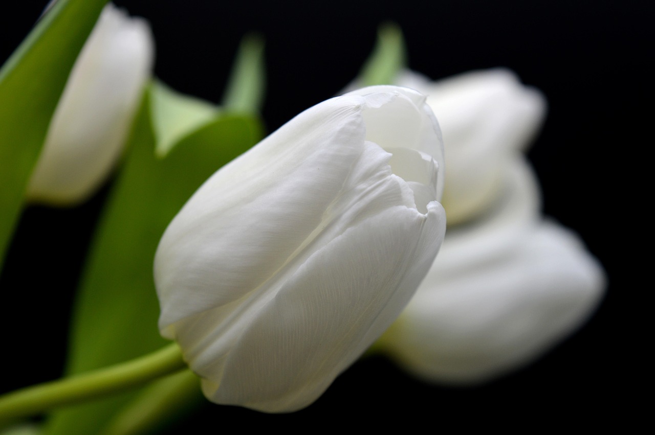 Kaufmanns-Tulpe