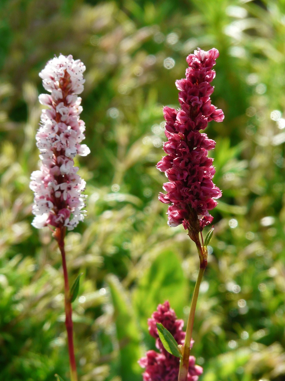 Kerzen-Knöterich — Persicaria polymorpha