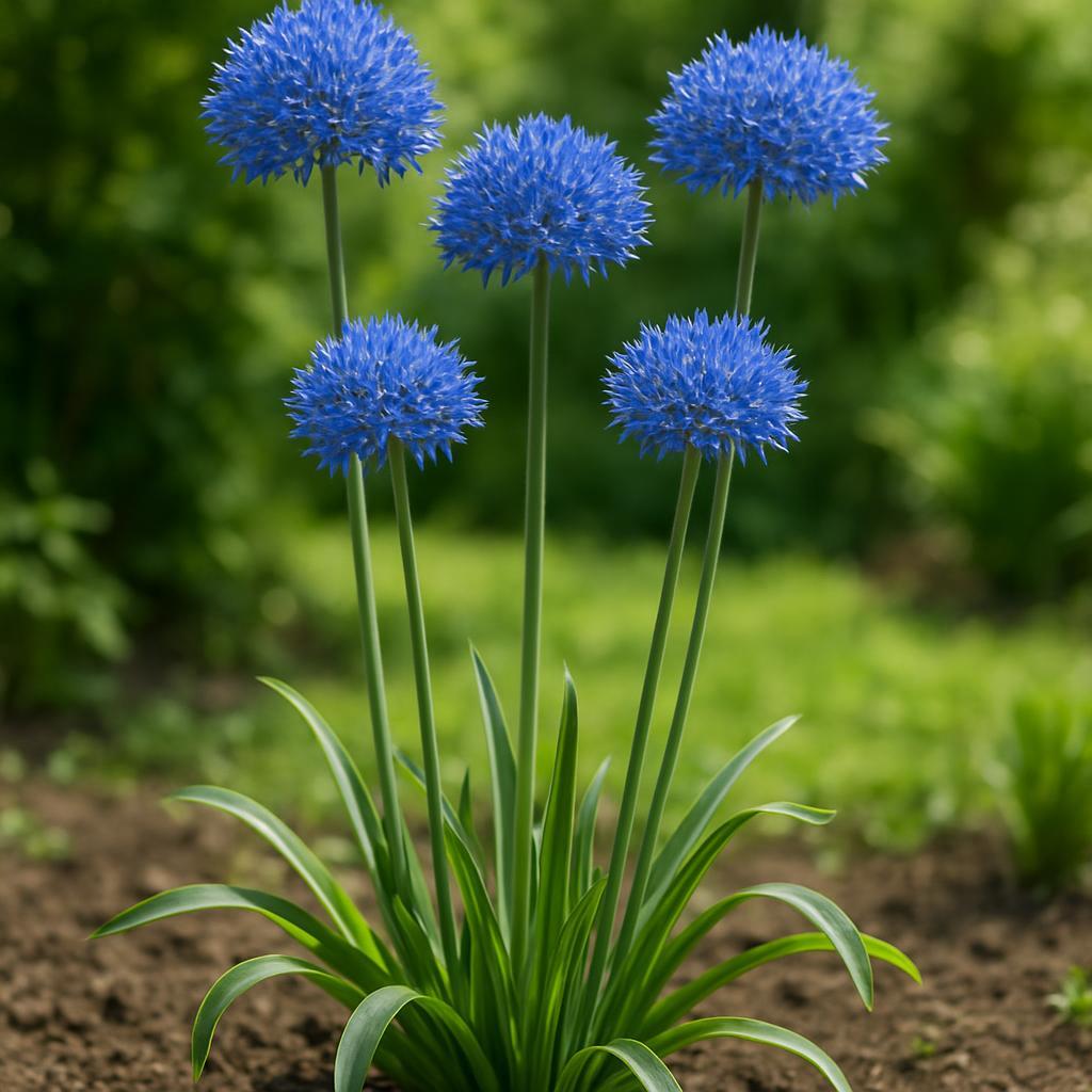 Blauer Zierlauch — Allium caeruleum