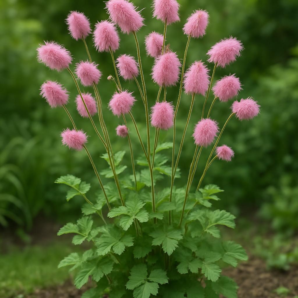 Japanischer Wiesenknopf — Sanguisorba obtusa
