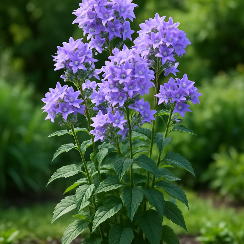 Riesen-Glockenblume