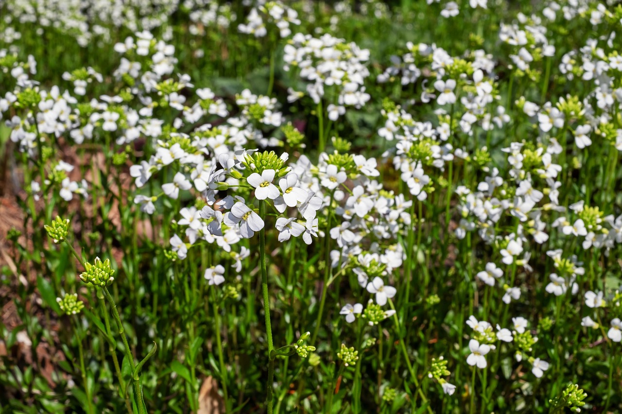 Kleinkaukasische Gänsekresse