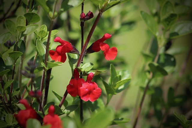 Kleinsalbei — Salvia microphylla
