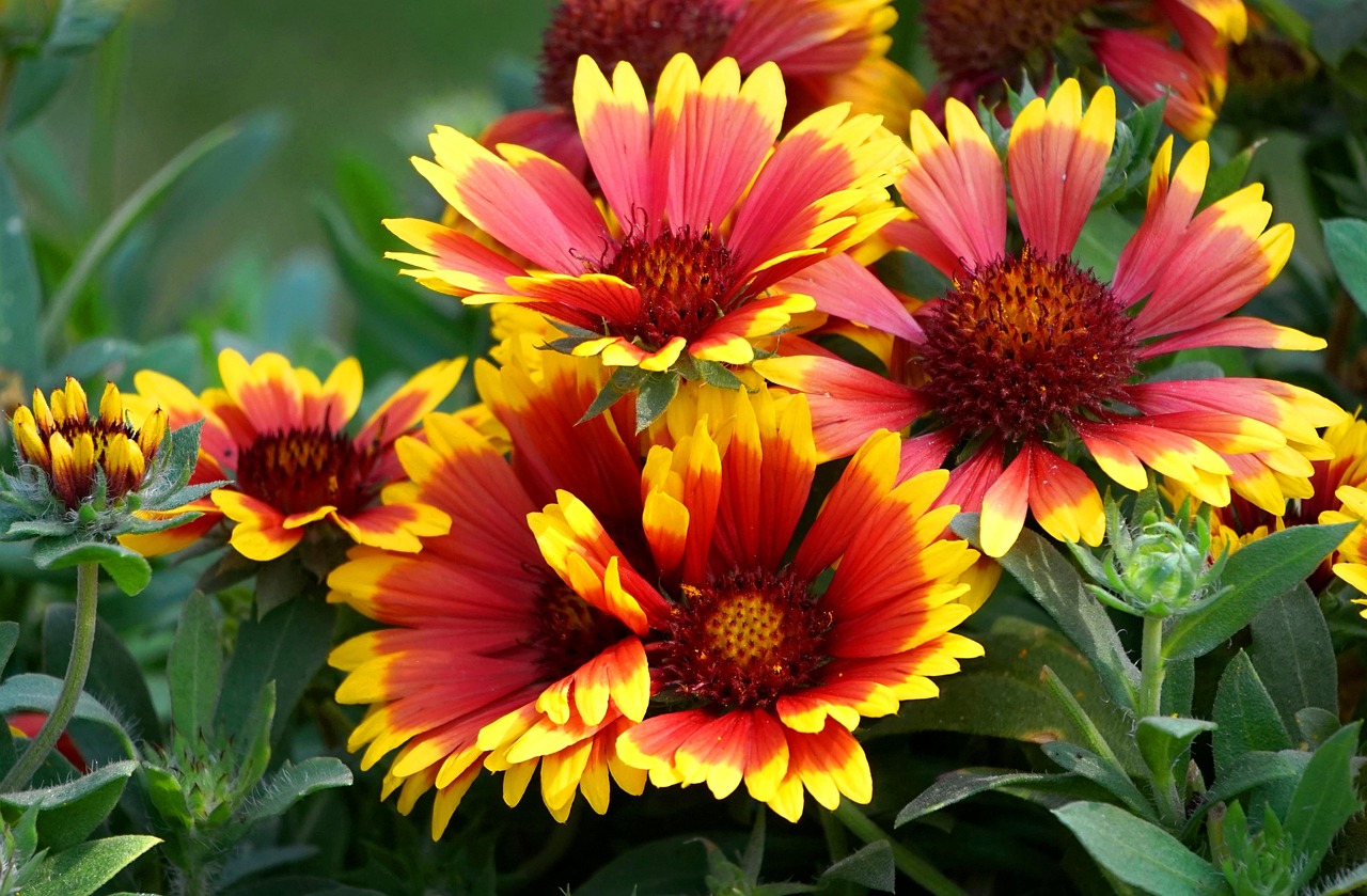 Großblütige Kokardenblume