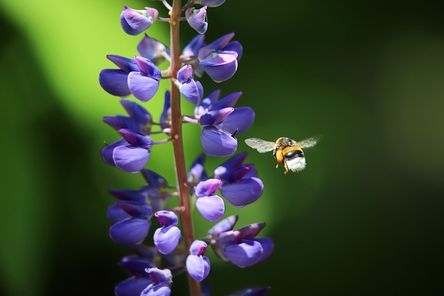 Kugelfrucht-Baptisie — Baptisia sphaerocarpa