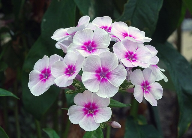 Lachsfarbener Phlox