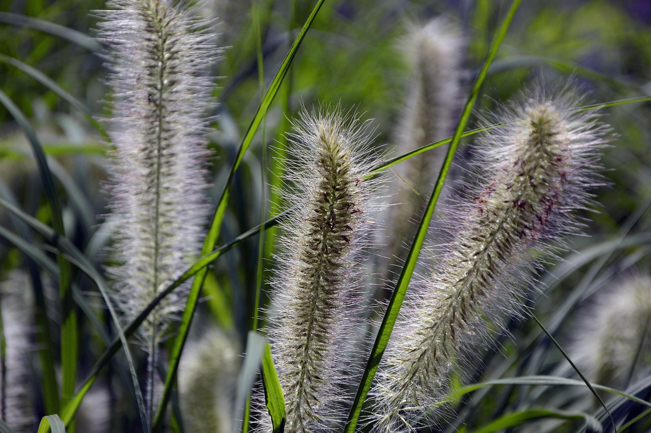 Lampenputzergras — Pennisetum alopecuroides