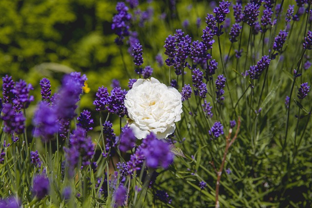 Lavendel