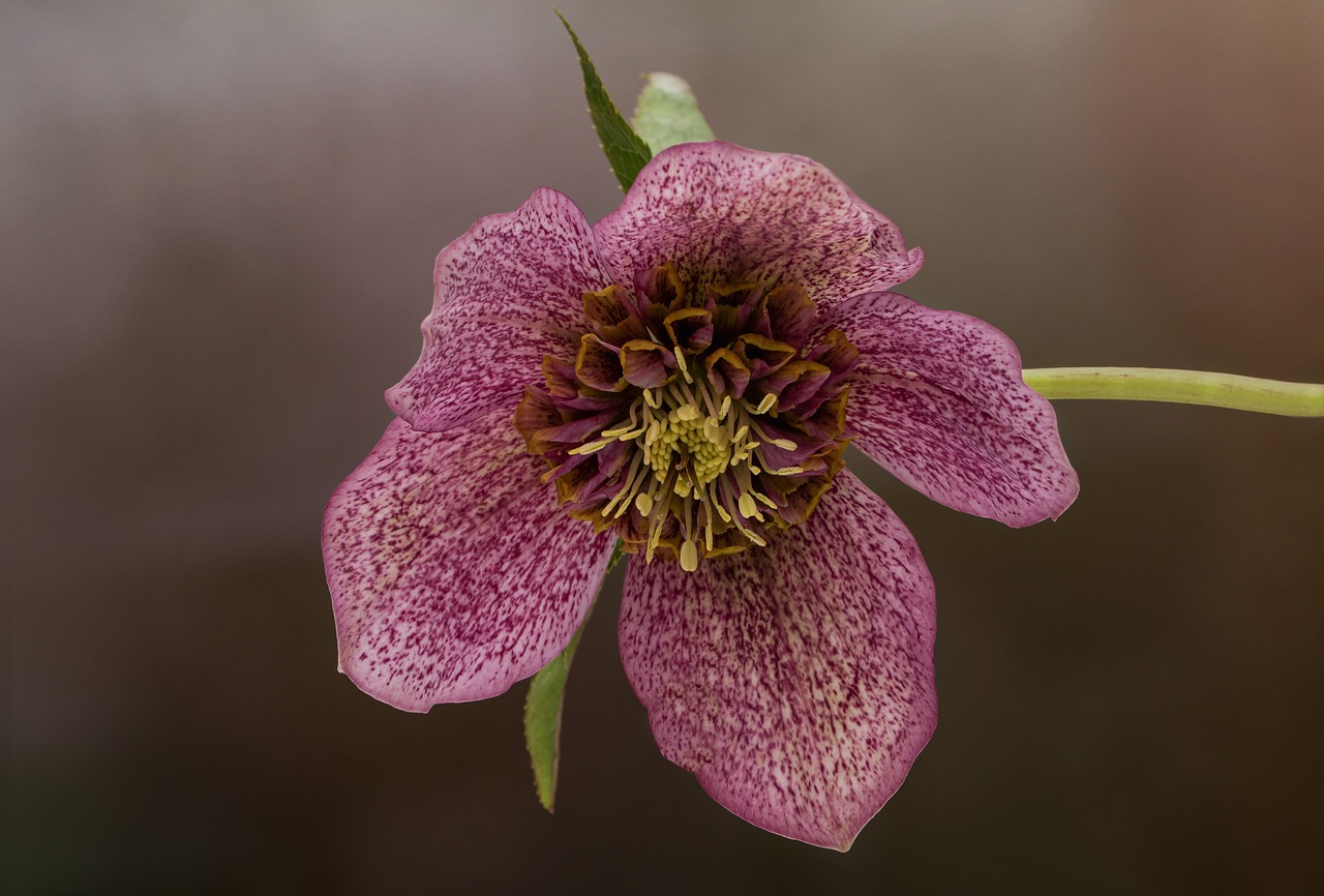 Lenz-Rose — Helleborus orientalis