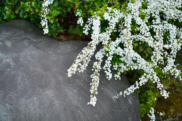 Lespedeza — Lespedeza thunbergii