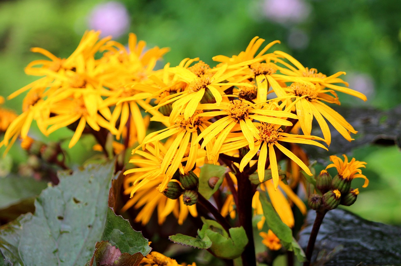 Ligularia