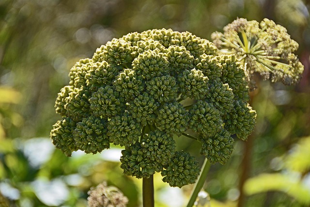 Lila Engelwurz — Angelica gigas