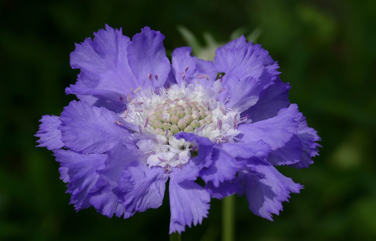Lila Kaukasische Witwenblume
