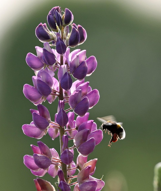 Lupine