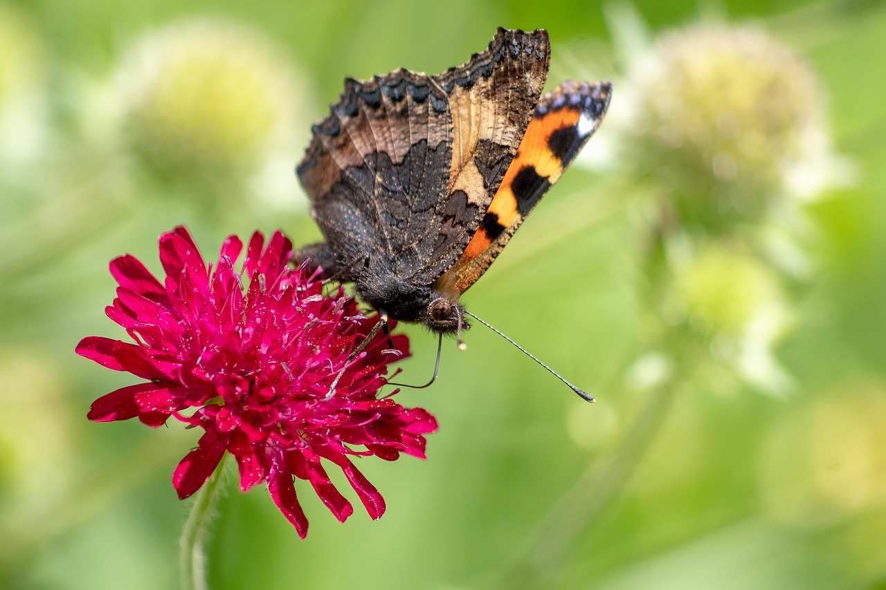 Mazedonische Witwenblume