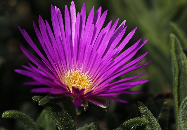 Mittagsblume
