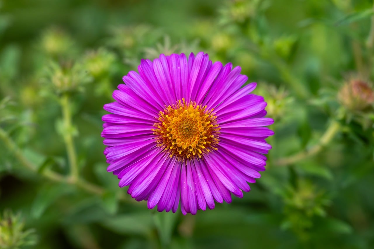 Neuengland-Aster
