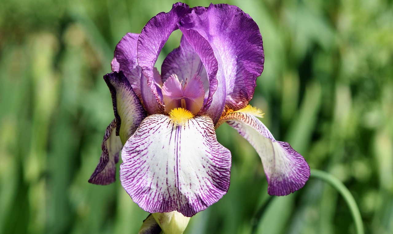 Niedrige Bart-Iris — Iris pumila