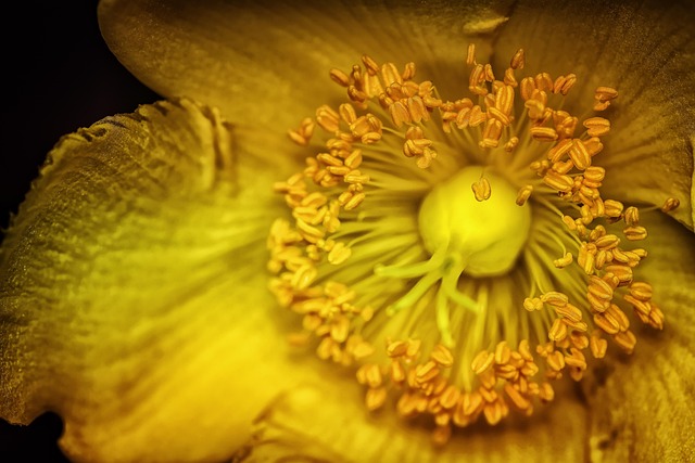 Olymp-Johanniskraut — Hypericum olympicum