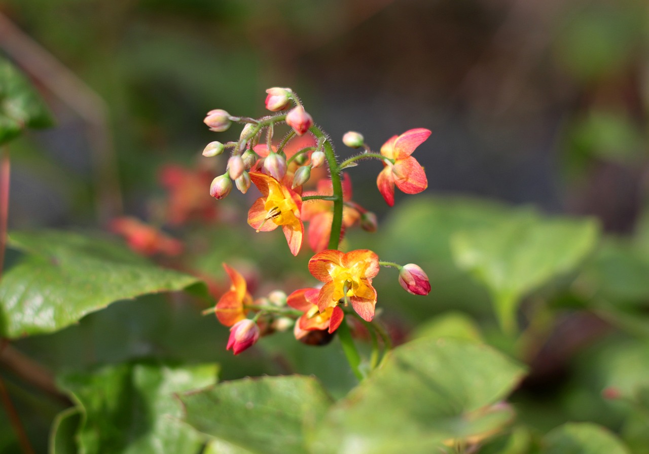 Orangefarbene Elfenblume