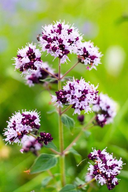 Oregano