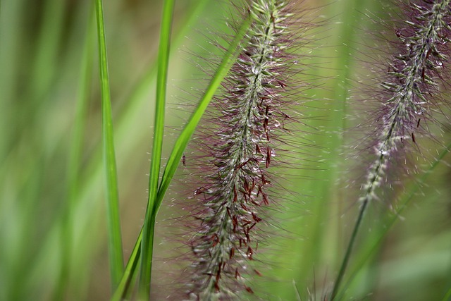 Orient-Federborstengras — Pennisetum orientale