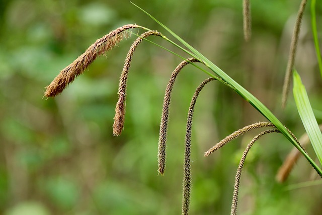Palmwedel-Segge