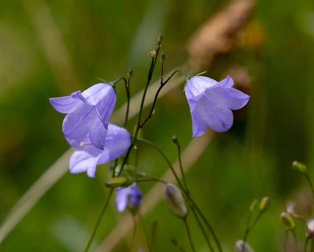 Pfirsichblatt-Glockenblume Weiß