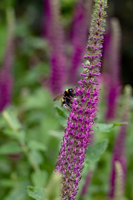 Polei-Gamander — Teucrium polium