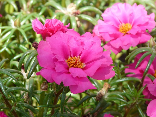 Portulakröschen