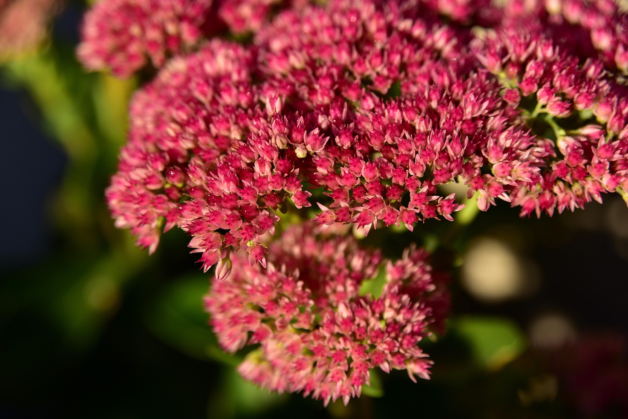 Purpur-Fetthenne — Hylotelephium telephium