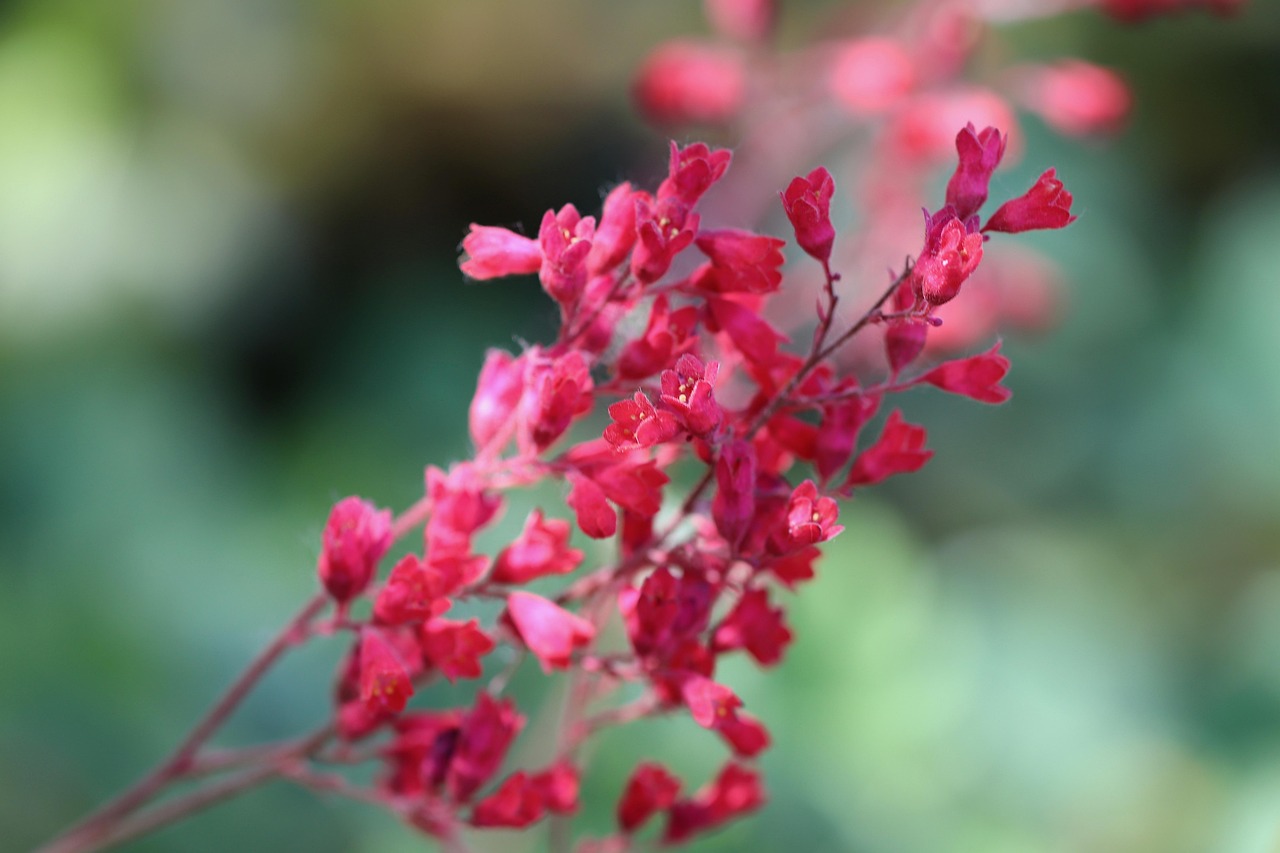 Purpur-Glöckchen — Heuchera 'Palace Purple'