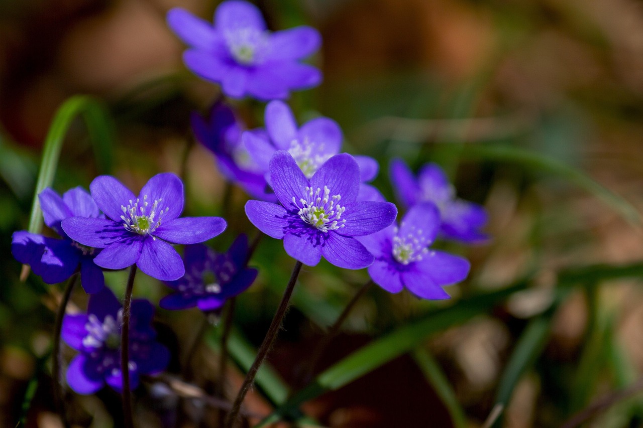 Purpur-Wasserdost — Eutrochium purpureum