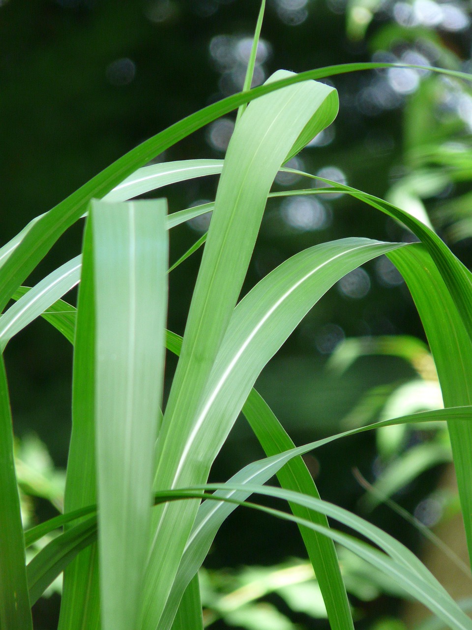 Riesen-Chinaschilf — Miscanthus floridulus