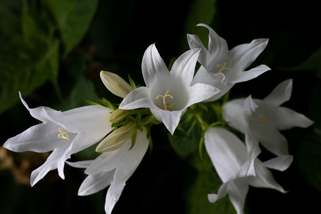 Riesen-Glockenblume — Campanula lactiflora