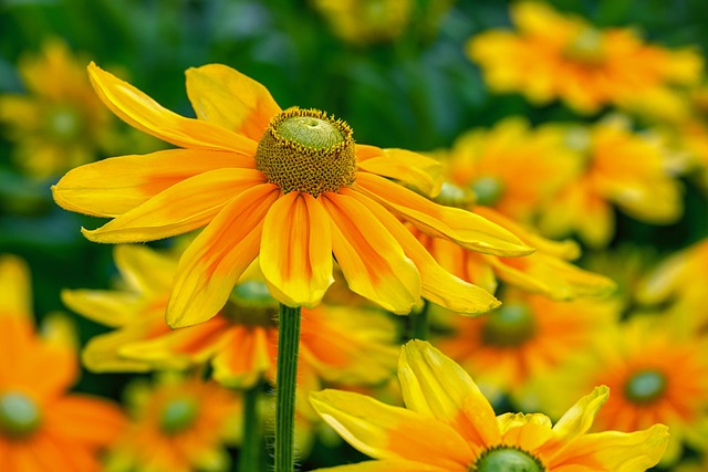 Riesen-Sonnenhut — Rudbeckia maxima