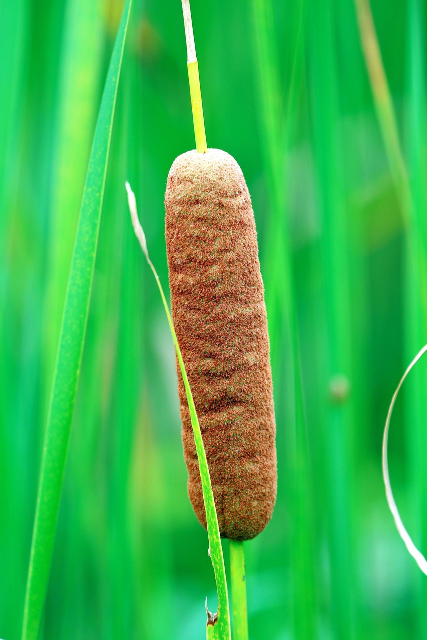Rohrkolben — Typha minima