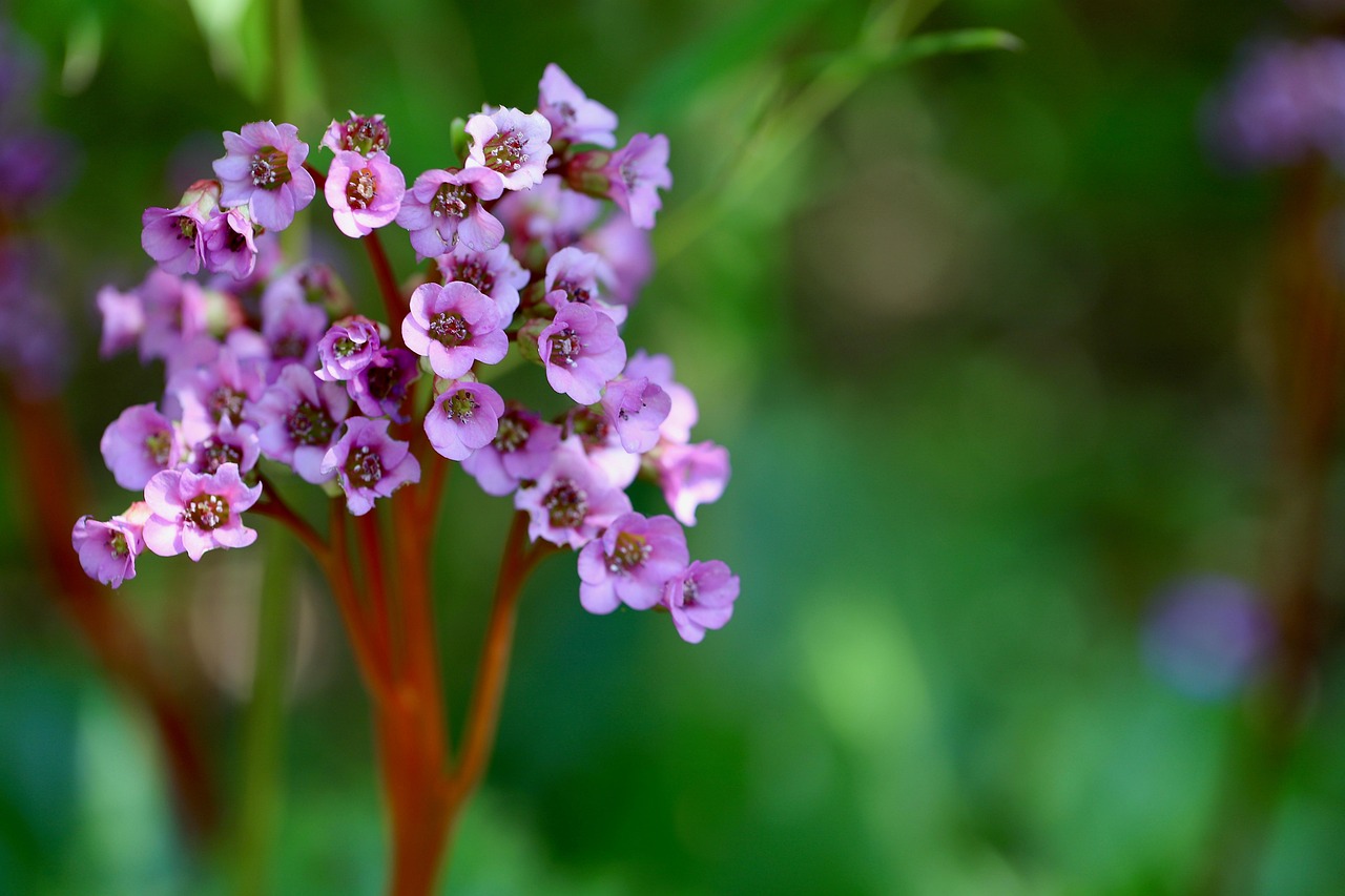 Rosa Bergenie Purpurea — Bergenia 'Purpurea'