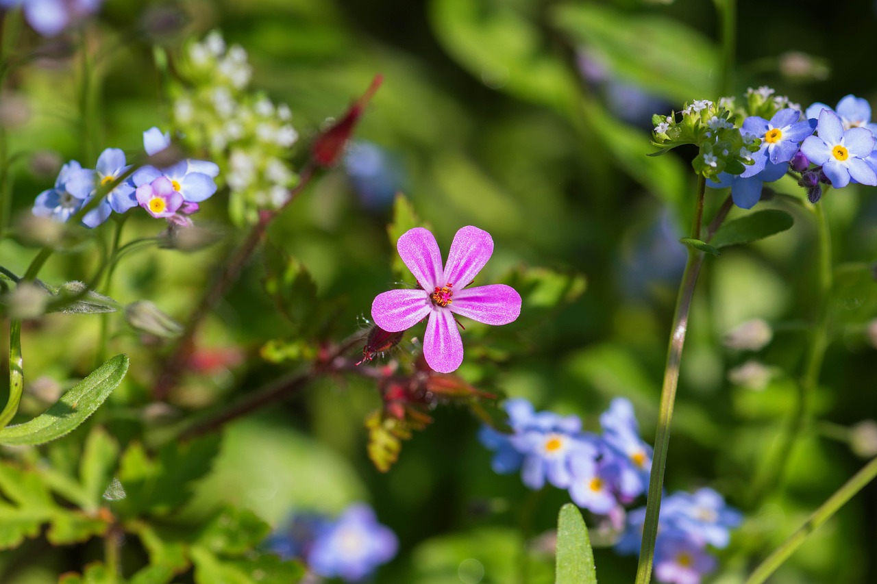 Rotes Seifenkraut — Saponaria ocymoides