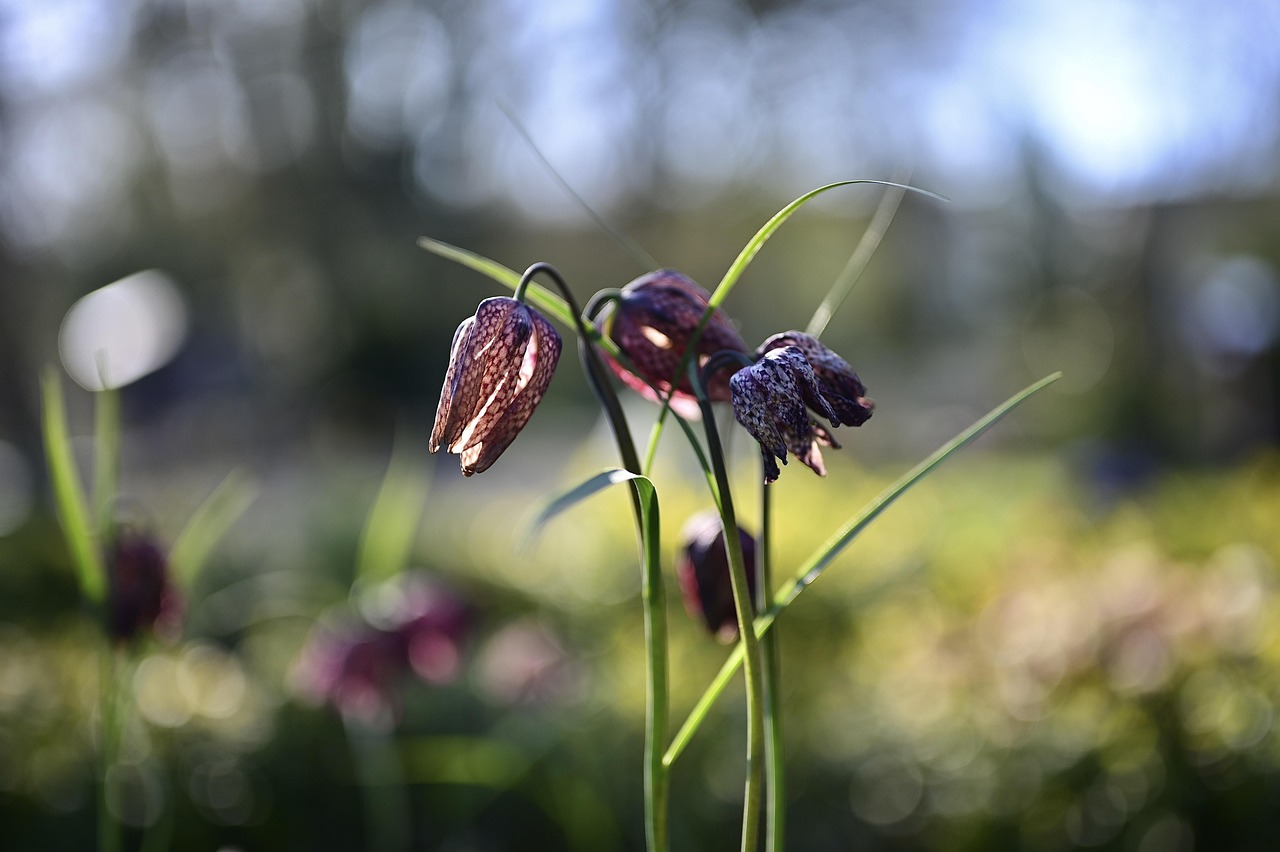 Schachbrettblume