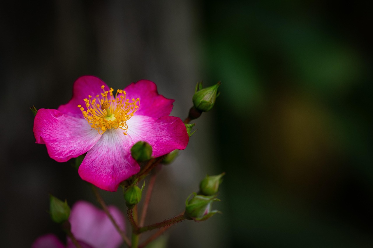 Schaumblüte Pink Skyrocket