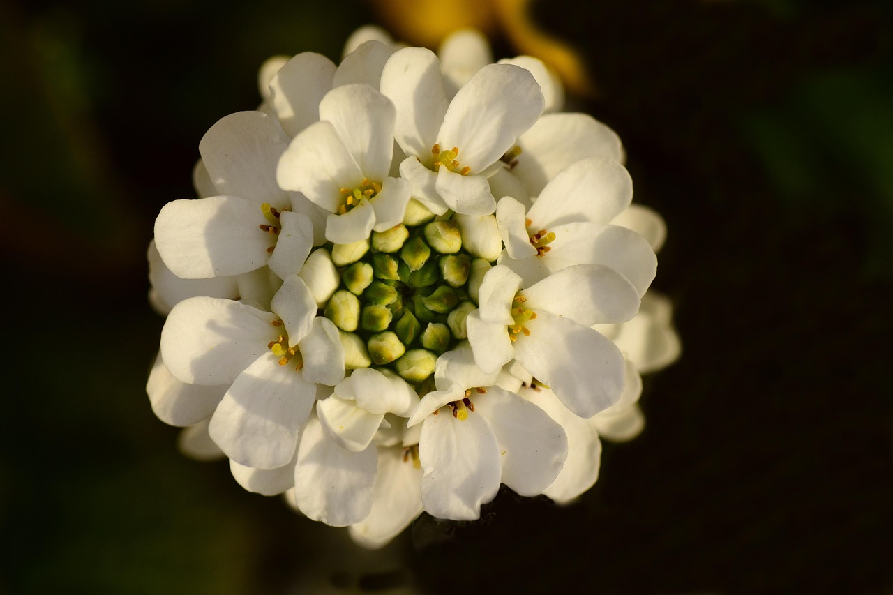 Schleifenblume