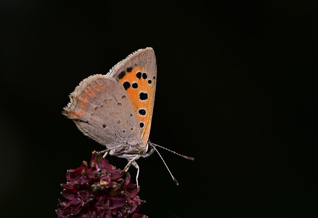 Schmalblättriger Wiesenknopf