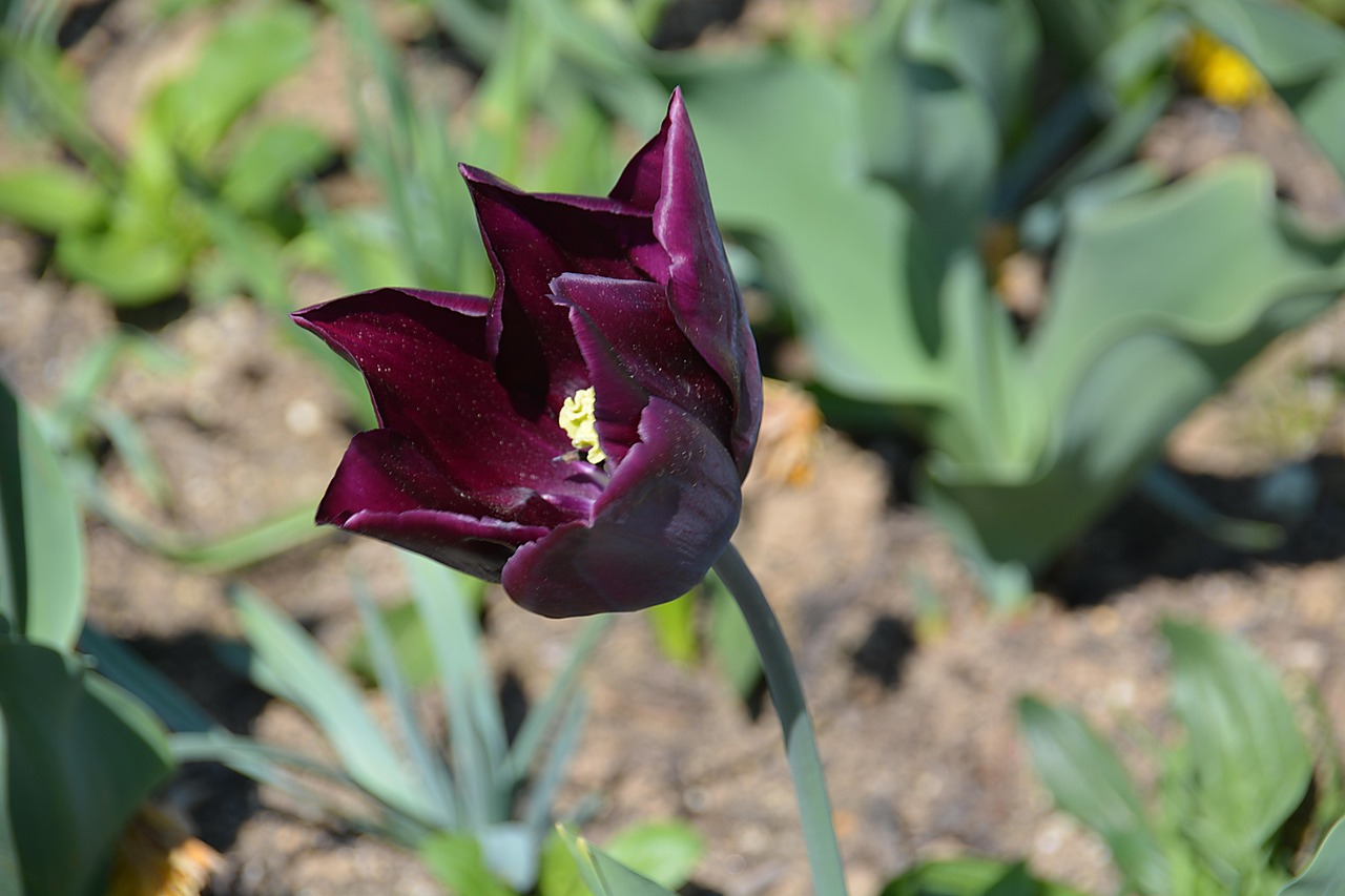 Schwarze Tulpe
