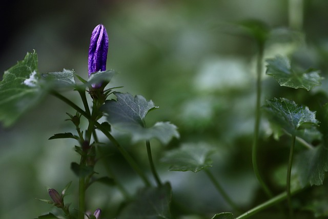 Sibirische Glockenblume
